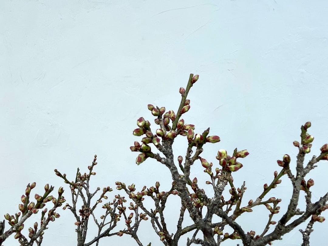 三河盆栽　野梅　ヤバイ　梅　盆栽　花物　白花　極古　荒皮　サバ幹　太幹　古木