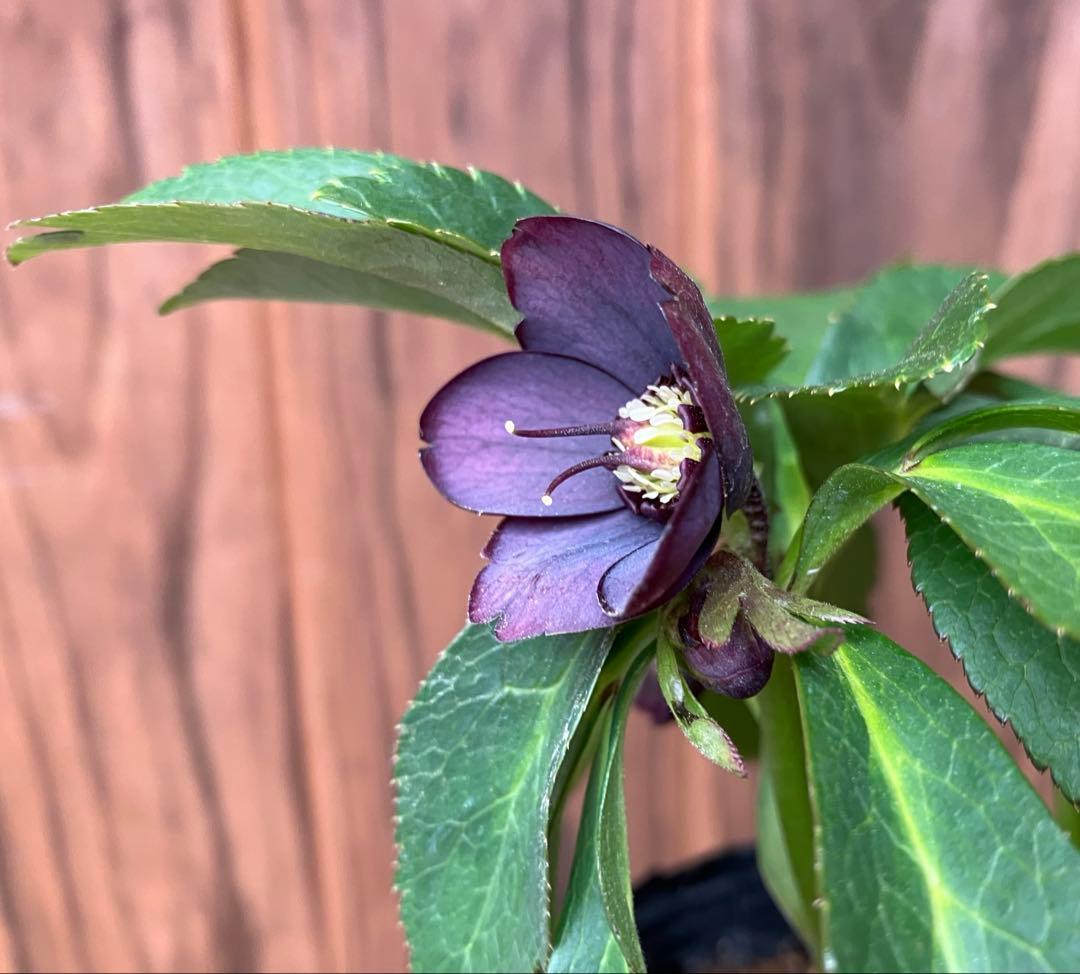 原種クリスマスローズ　開花株　クロアチカス交配　小輪　充実株　ポットのまま発送