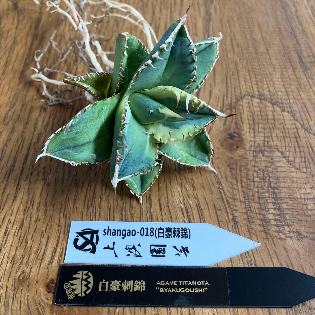 赤*バ様 【初売りオークション】107 根付き　美株　アガベ　白豪刺錦　TC 覆