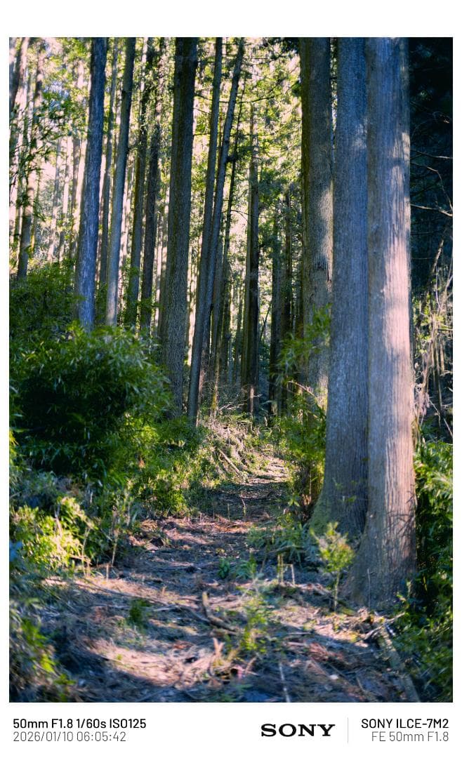 【フルサイズ】SONY FE 50mm F1.8 (SEL50F18F) 単焦点