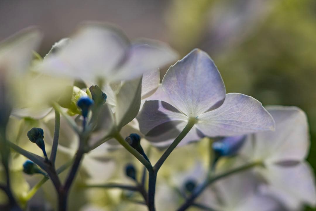 SONY α7R III ミラーレス一眼 本体　おまけに128GBメモリカード付