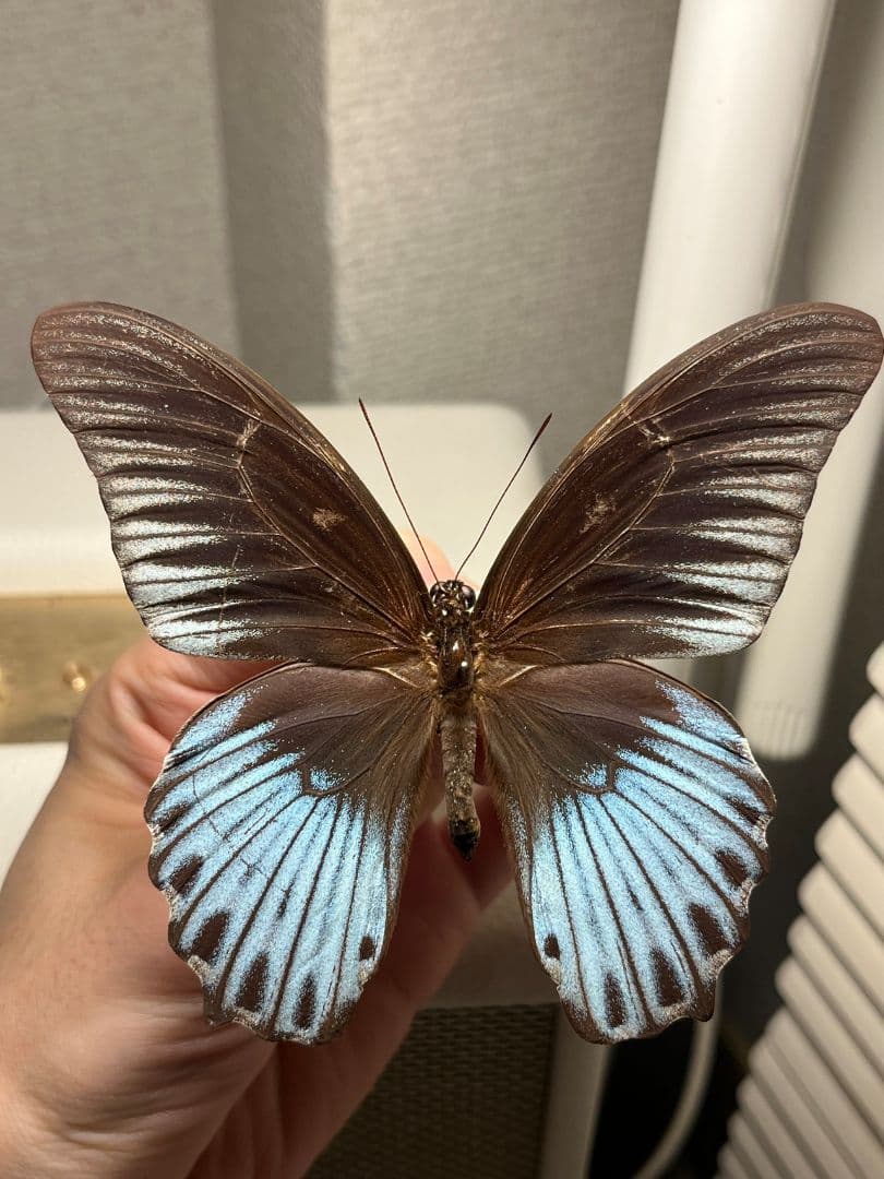 ナガサキアゲハ 外国産蝶標本 標本 野外採集品 モルフォ スルコスキーモルフォ