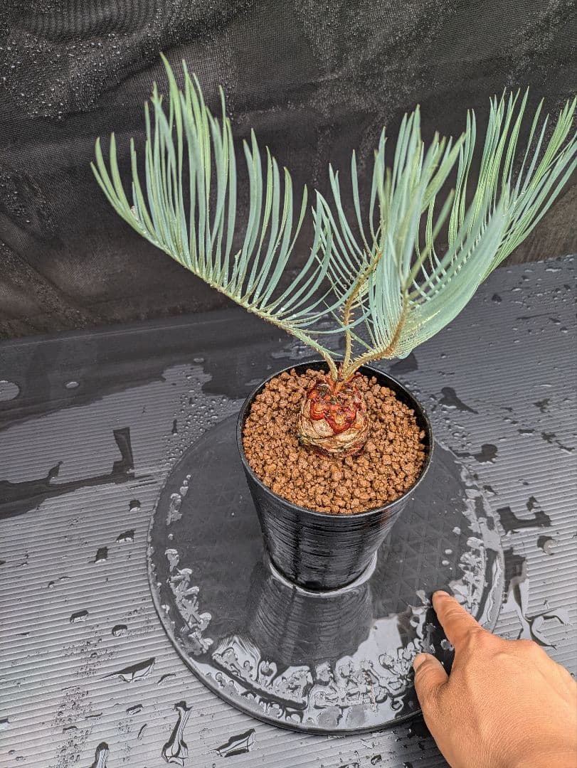 A スーパーブルー サイカス カイルンシアナ スペシャル株 赤肌 丸々 オススメ