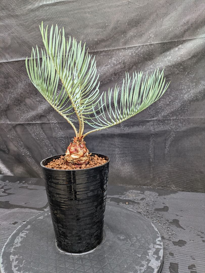 A スーパーブルー サイカス カイルンシアナ スペシャル株 赤肌 丸々 オススメ