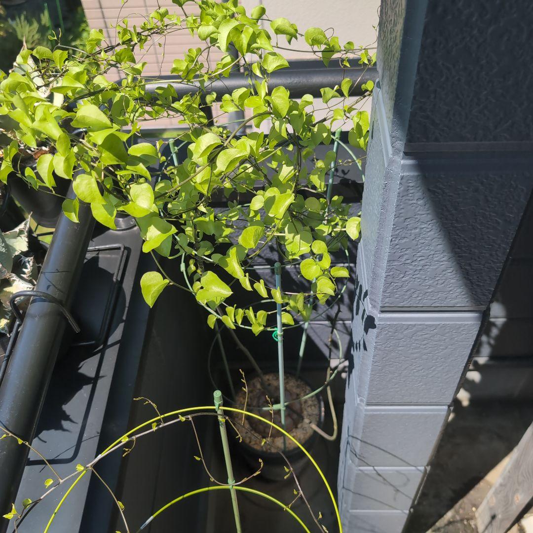 実生株　長谷川園芸　亀甲竜　株幅14センチ　鉢ごと送料込み