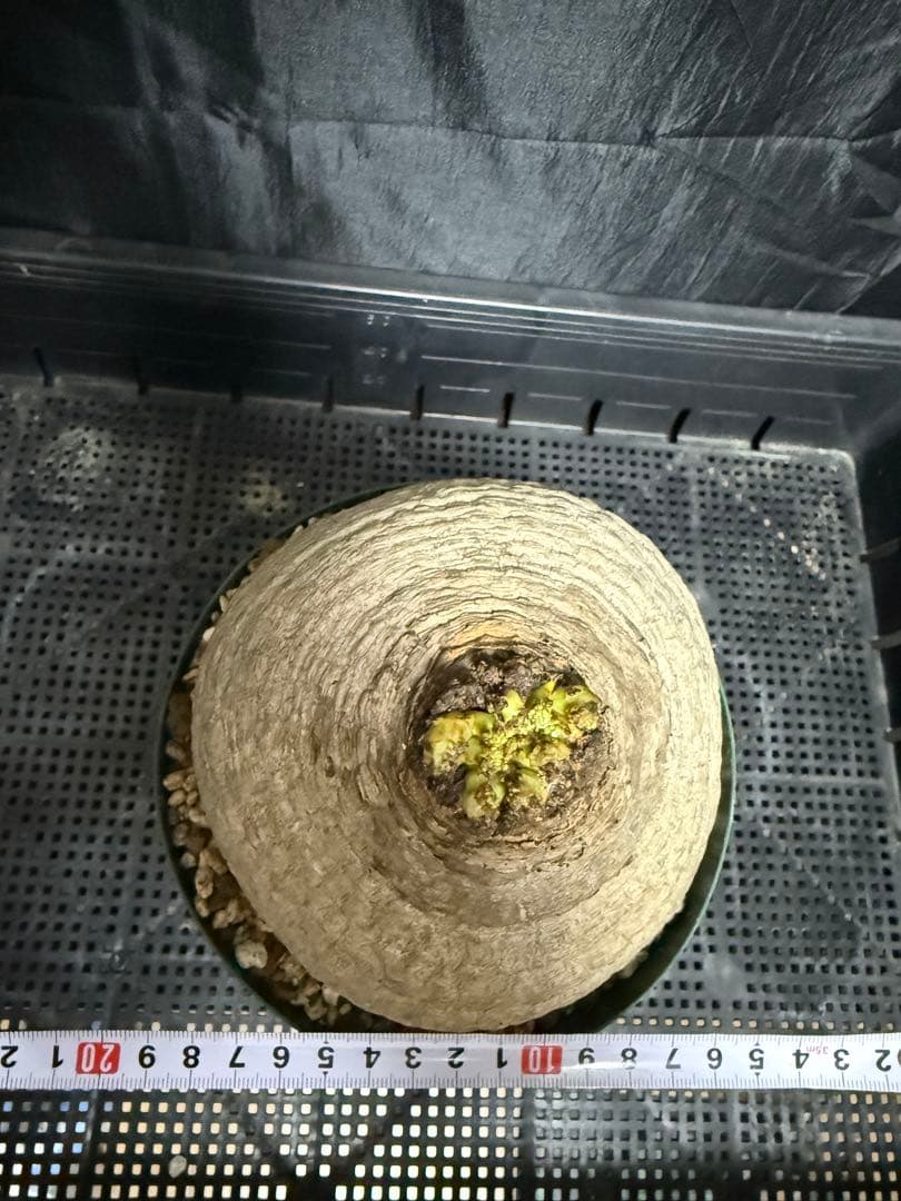 発根済 ユーフォルビア デシデュア