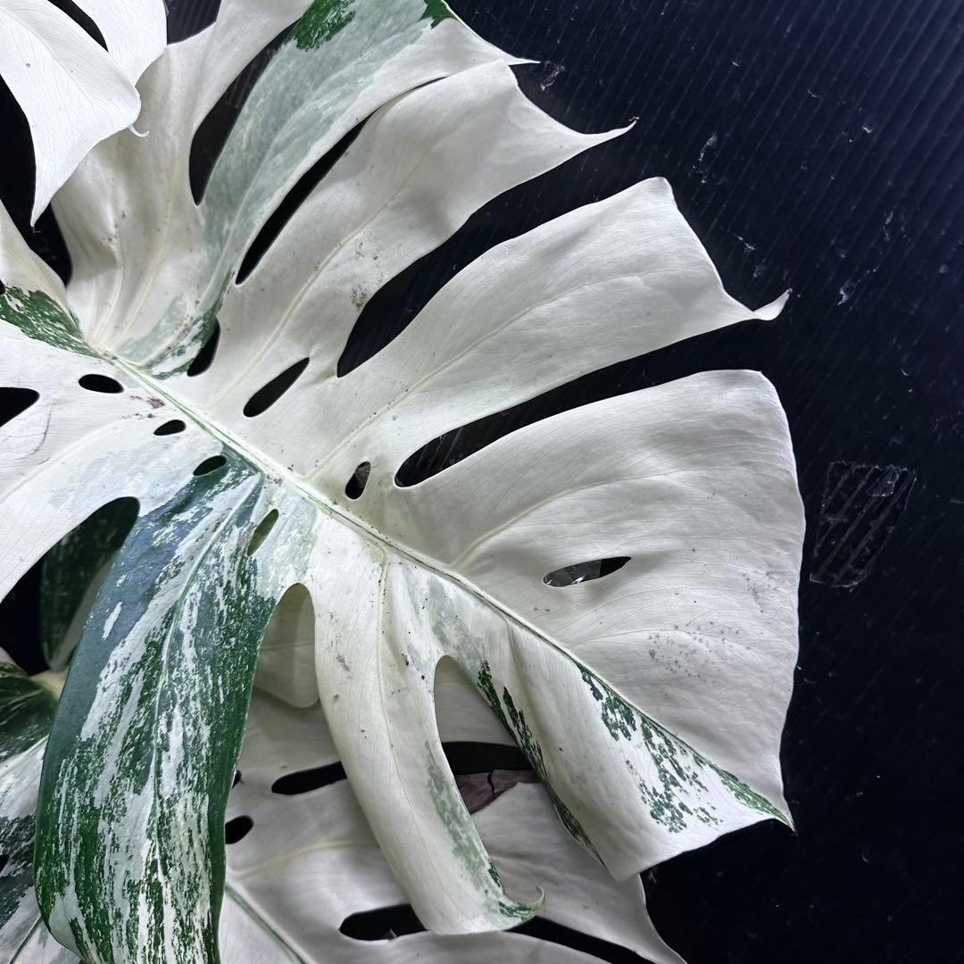 ハ*ー様 斑入りモンステラ ホワイトタイガー極美大株69cm白斑多
