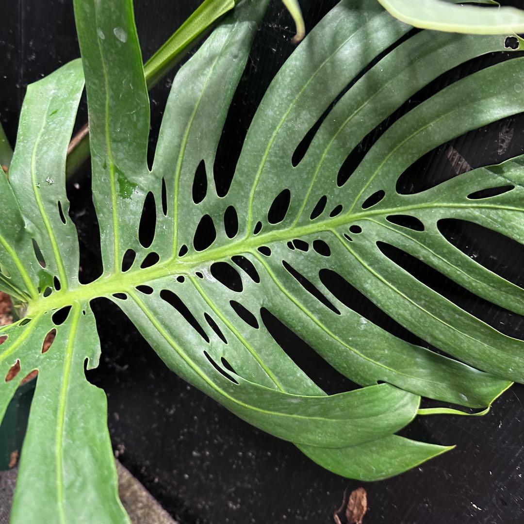 R*u様 モンステラデリシオーサマクロコズム超希少系統鉢植え108㎝レア