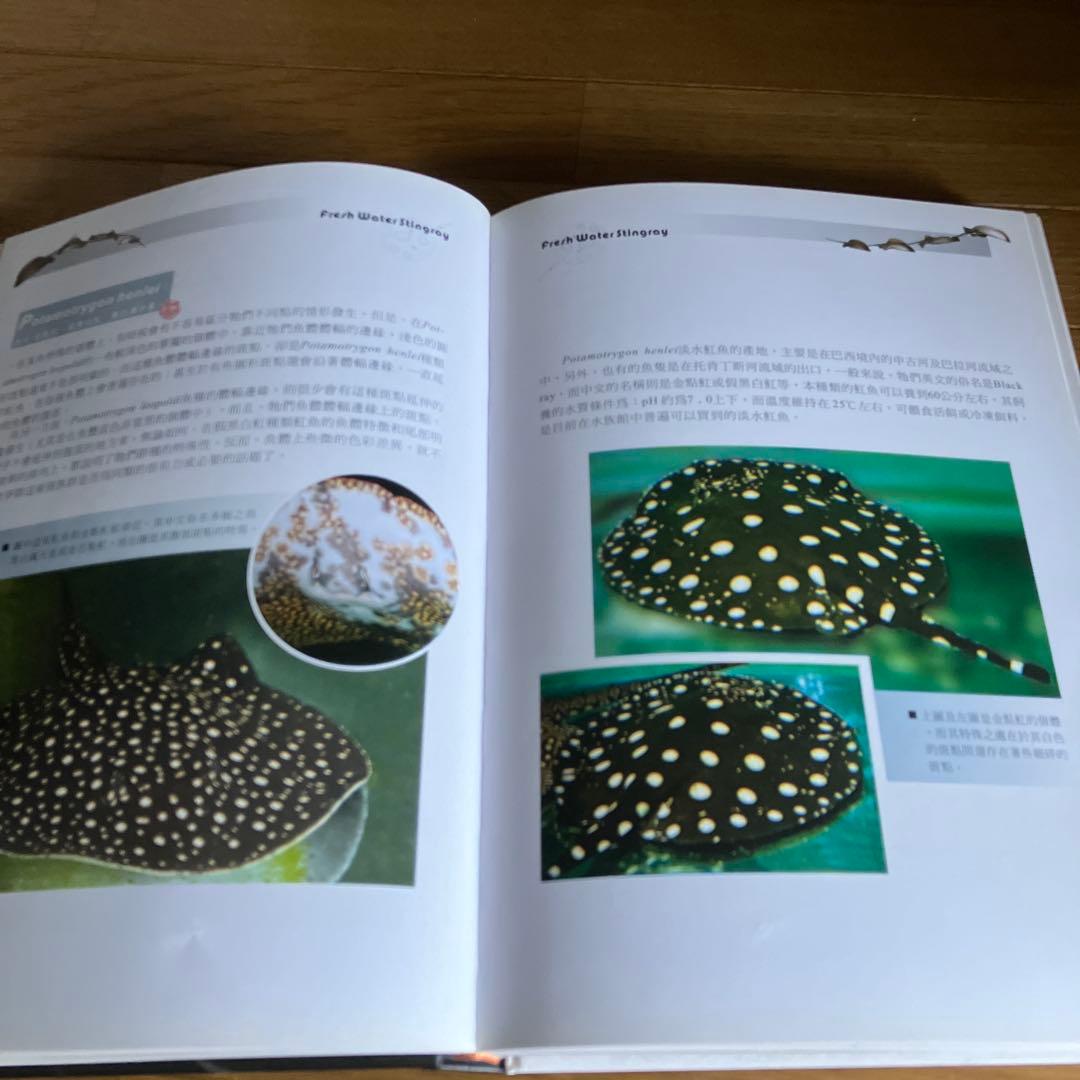 ARRAIA 淡水エイの本