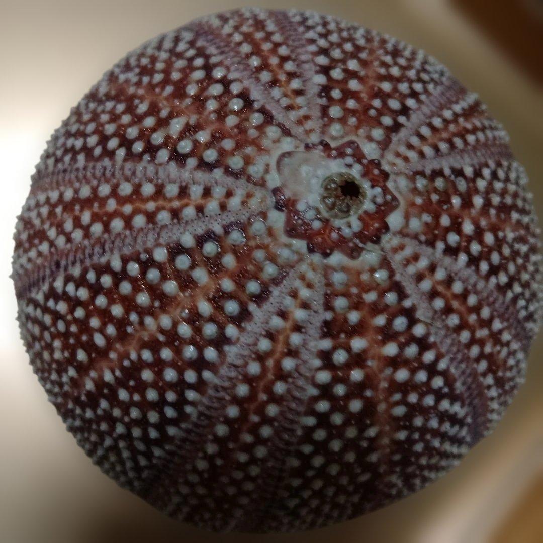 貴重♡♡天然貝殻型装飾品