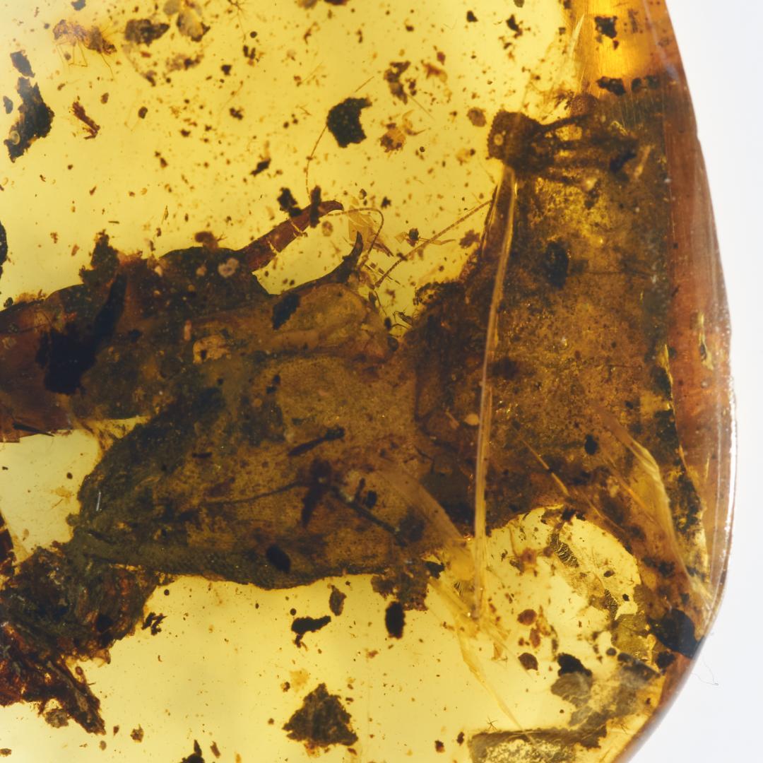 レア極上品 PA168虫入り琥珀化石　ミャンマーカムティかタナイ9900万年前
