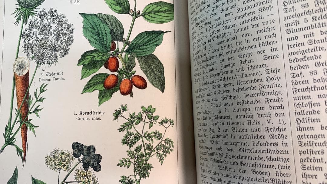 Bilder-Atlas des Pflanzenreichs植物界絵図アトラス