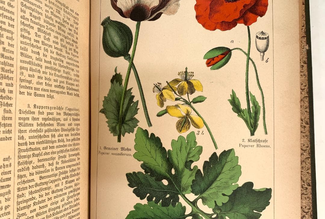 Bilder-Atlas des Pflanzenreichs植物界絵図アトラス