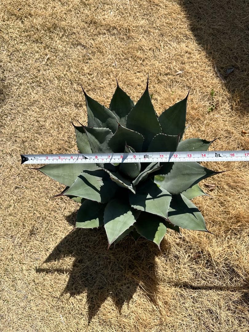 kurako　アガベ　トランカータ　大株40㎝　美株　パリ―