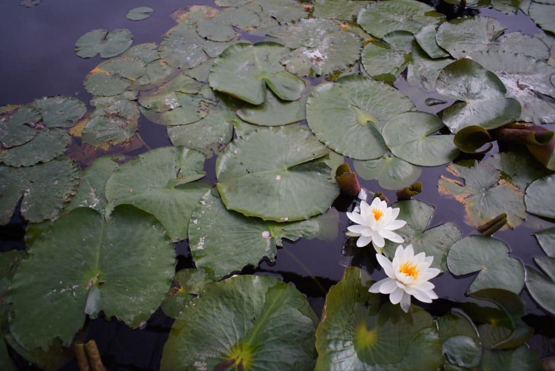 【良品】PENTAX S-M-C タクマー 24mm f3.5 初期保証付