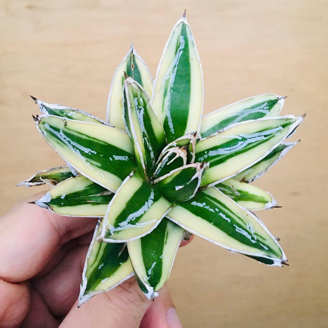 【稀少】5 笹の雪錦 クリーム覆輪斑 短葉 TC株 アガベ ビクトリアレジーナ