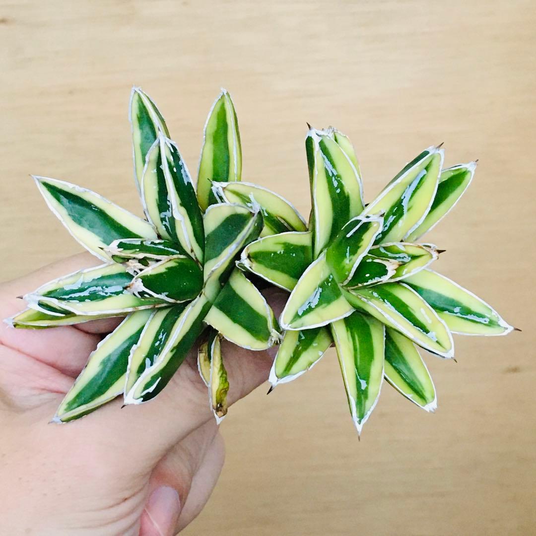 【稀少】5 笹の雪錦 クリーム覆輪斑 短葉 TC株 アガベ ビクトリアレジーナ