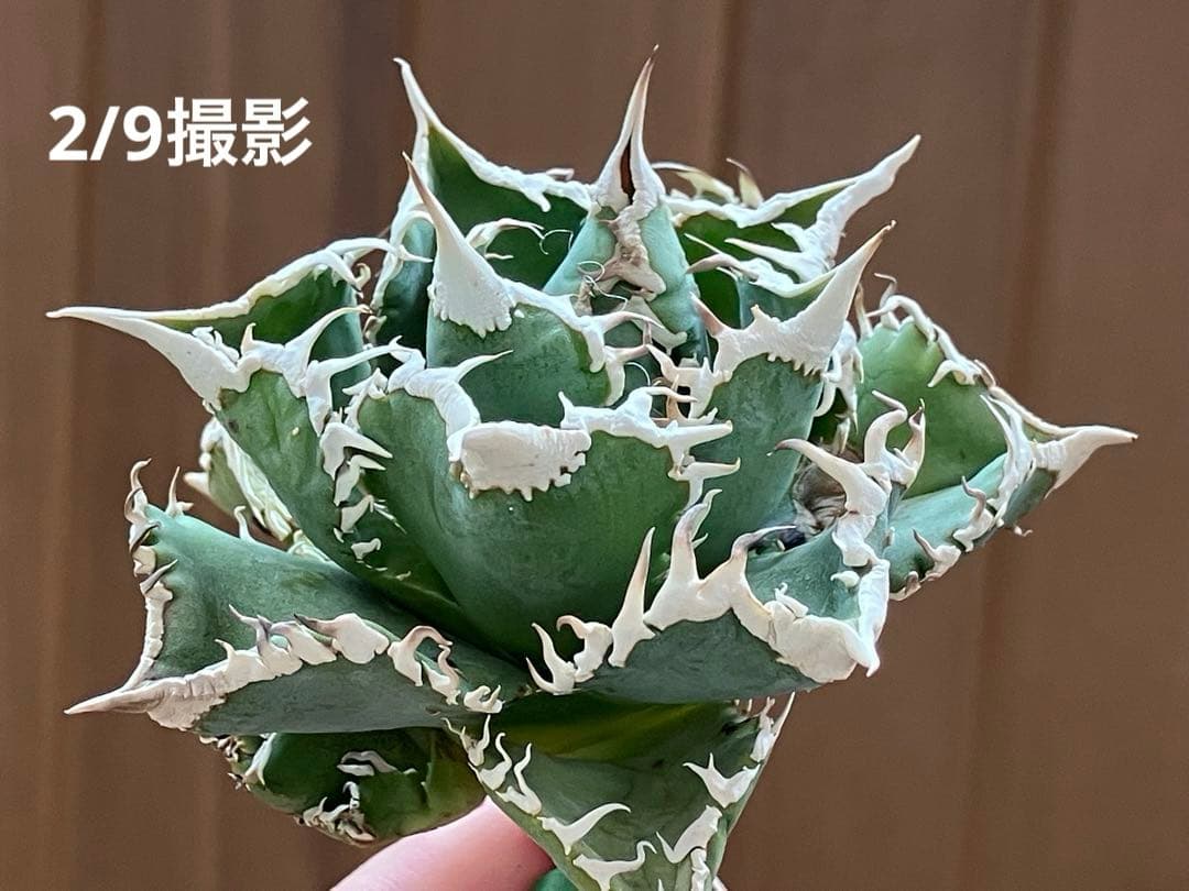 【オークション】14 選抜　サイズ大　子株2株付 アガべ　白豪刺TC 上澳園芸