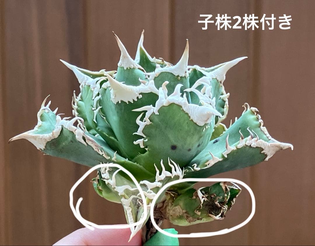 【オークション】14 選抜　サイズ大　子株2株付 アガべ　白豪刺TC 上澳園芸