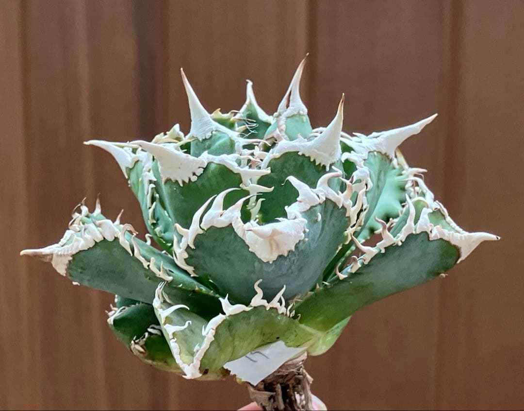 【オークション】14 選抜　サイズ大　子株2株付 アガべ　白豪刺TC 上澳園芸