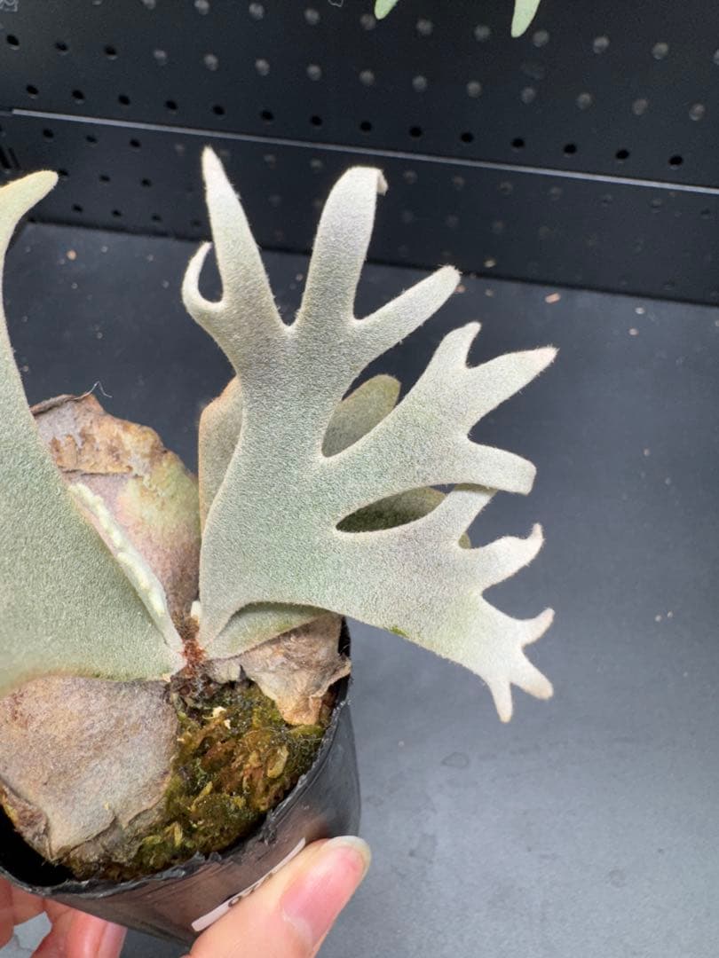 【平凡之鹿】YMDS Totoro HHRナーセリータグ付け #074