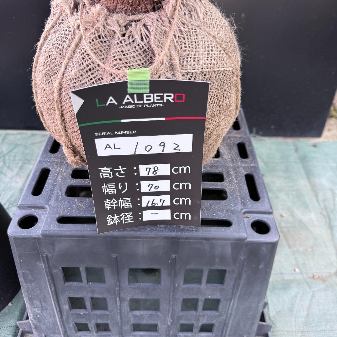 【AL1092】ユッカ　ロストラータ