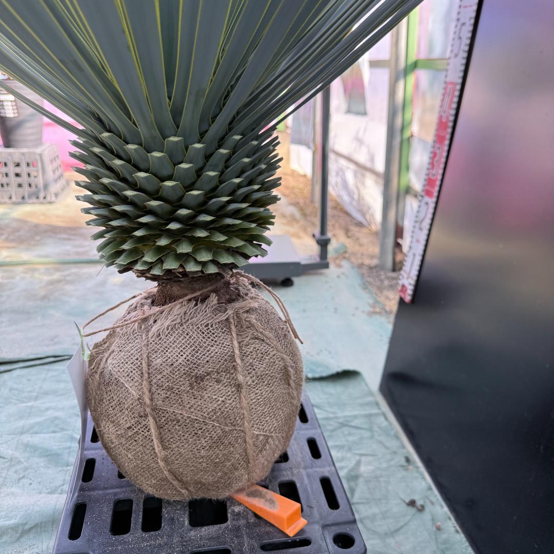 【AL1092】ユッカ　ロストラータ