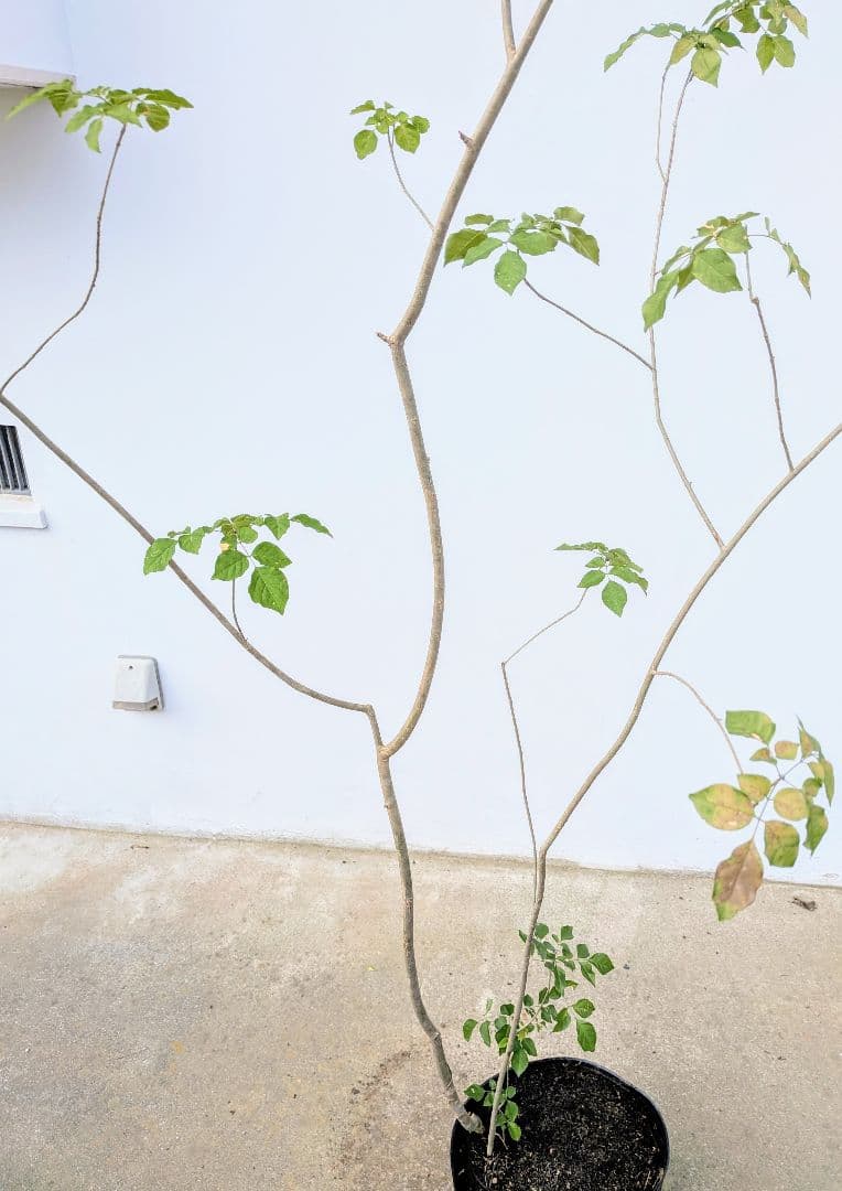 これぞ！山採り天然アオダモ。