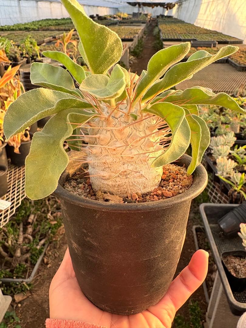 パキポディウム ナマクアナム 光堂　国内実生　美株