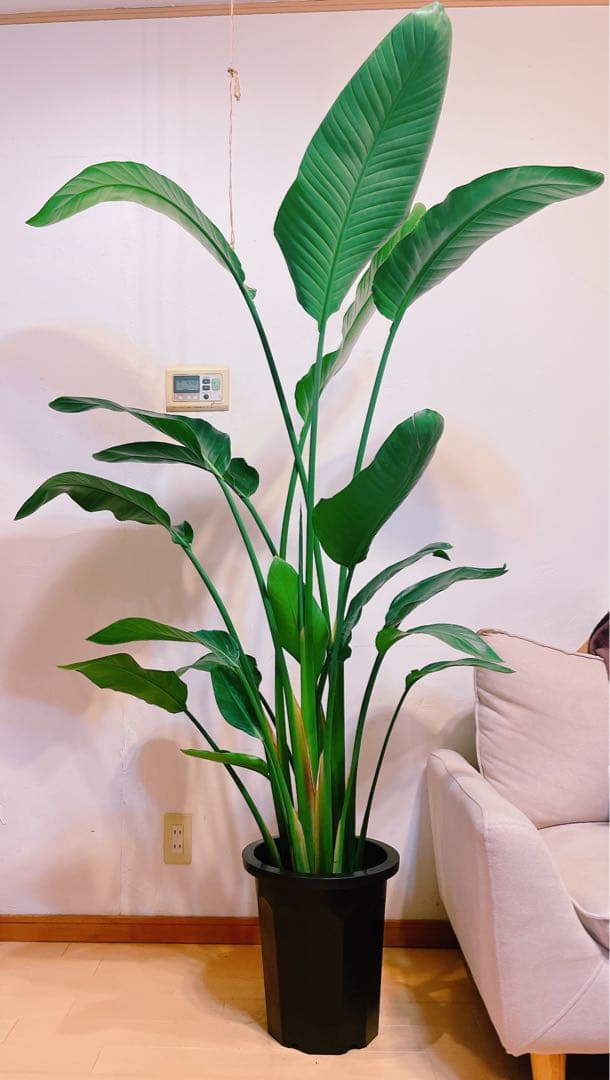 激安！　ストレチア　オーガスタ A 大型❗️ 177センチ　10号鉢 観葉植物