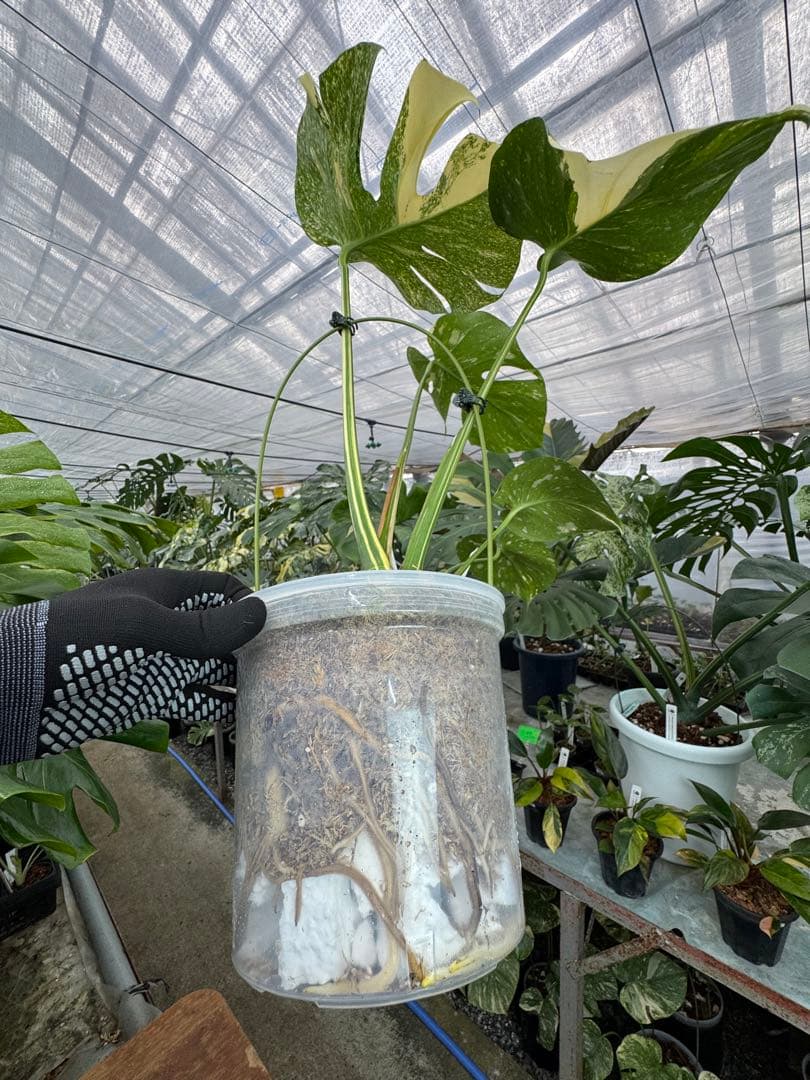 k*u様 1モンステラ　タイコンステレーション　スターライト