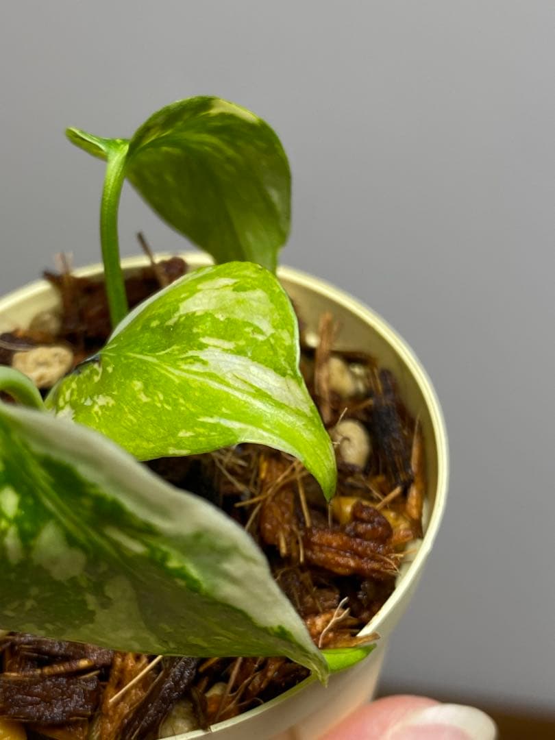 M*0様 ②【超希少‼️】モンステラ　エレクトロライト　斑入り　レア　人気　メル