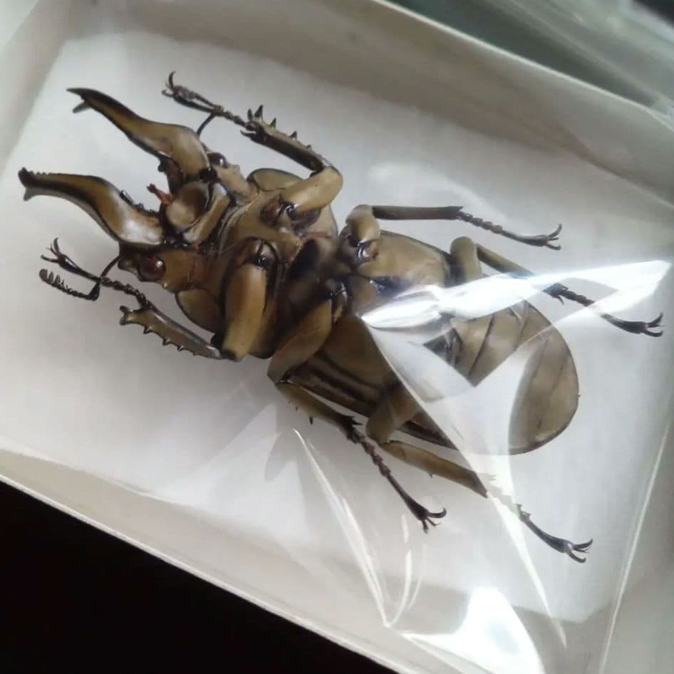 昆虫標本　ジャワオウゴンオニクワガタ 美麗標本　希少種