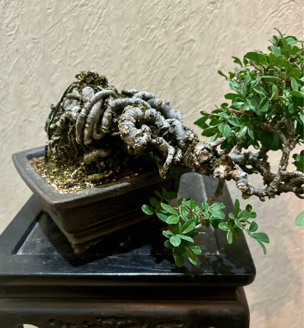 逸品！上下10㎝　根上がり　群雀　ムレスズメ　小品盆栽　真柏　黒松　五葉松　塊根