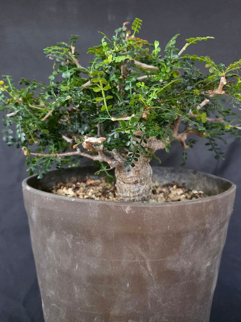 最終値下 塊根植物 オペルクリカリア パキプス 実生 7年目 抜粋株