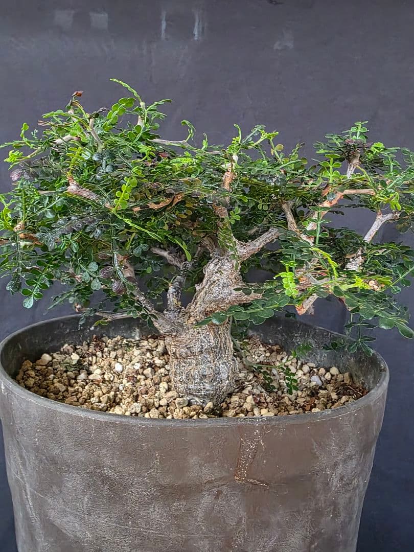 最終値下 塊根植物 オペルクリカリア パキプス 実生 7年目 抜粋株