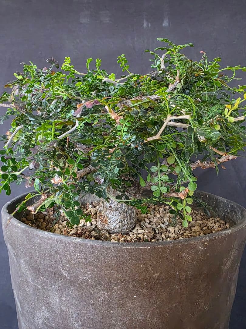 最終値下 塊根植物 オペルクリカリア パキプス 実生 7年目 抜粋株