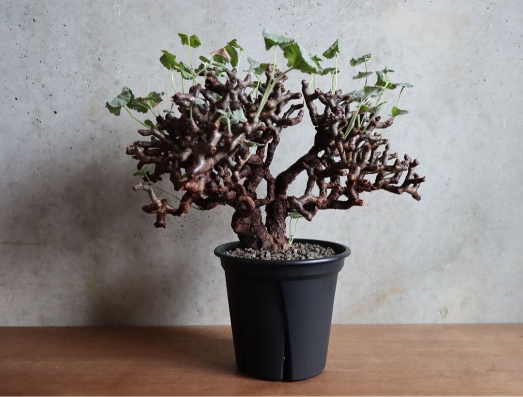 【値下げ】ペラルゴニウム　ミラビレ　特大株　発根済み