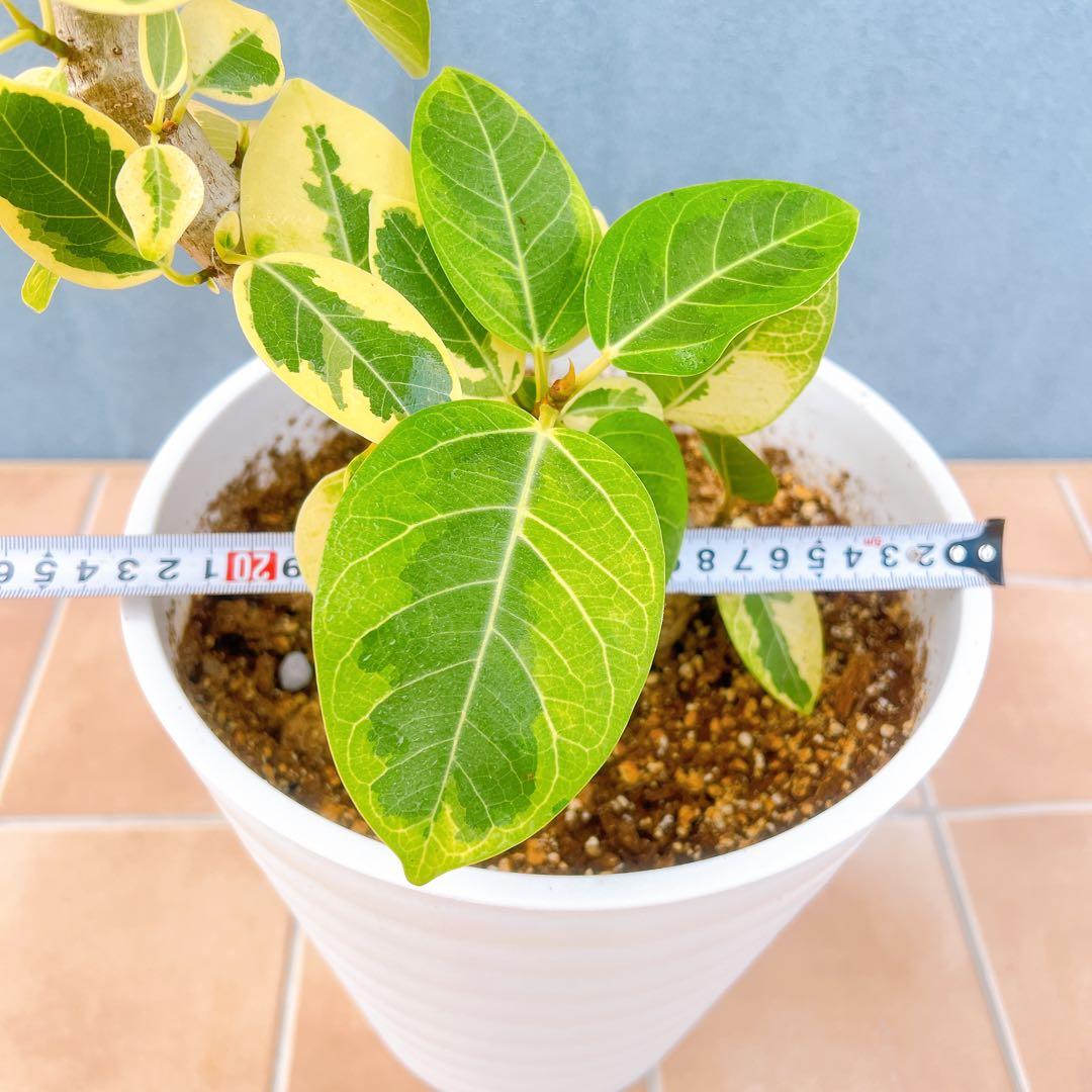 現品　フィカス　ゴムの木　アルテシマ　曲がり　9番　観葉植物　インテリアグリーン