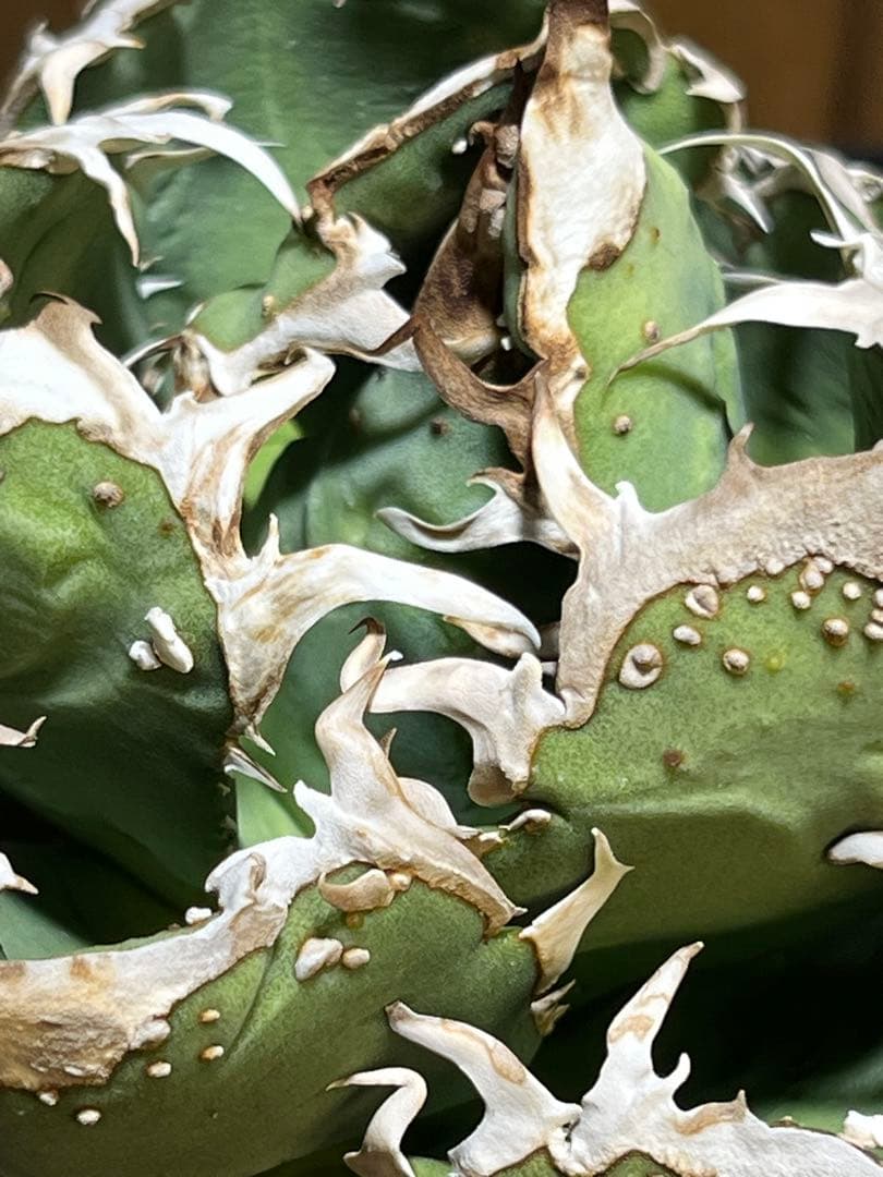 アガベ　チタノタ　金蟾　キンセン　OC ブツブツ