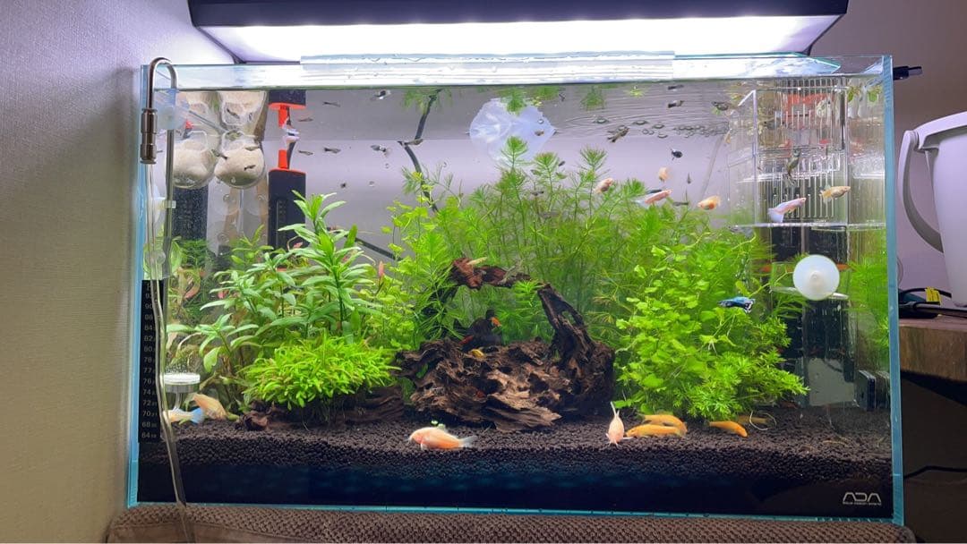 淡水水槽フルセット出品(機材単品も売る可能)