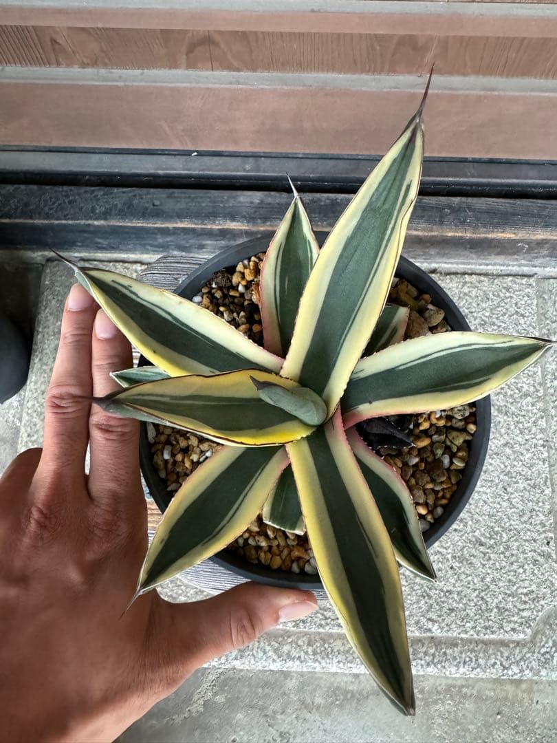 アガベ Agave   Sharkskin  Great White Shark 133