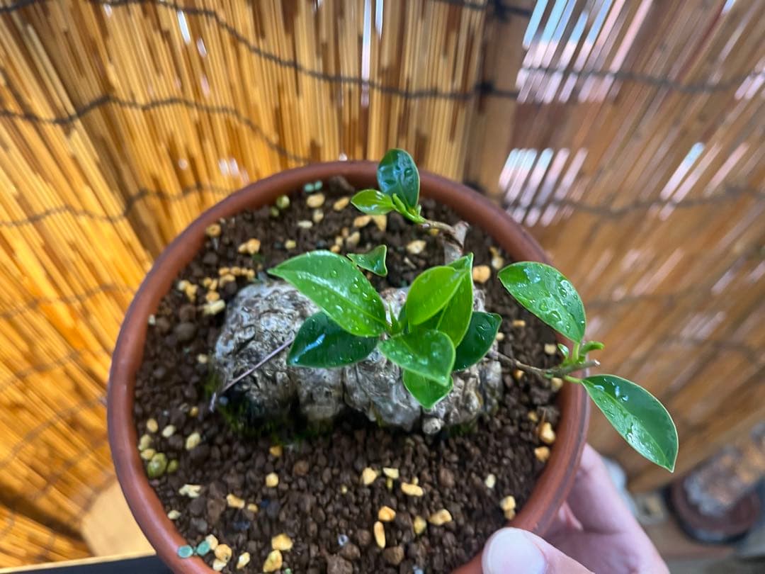 ✨✨✨ガジュマル【◎良品素材】検/珍奇塊根類♪セール品♪