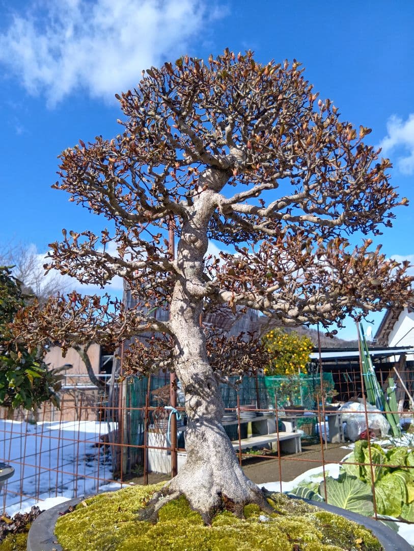 皐月大品盆栽深山満月‼️185000円〜50%引き92500円‼️2月1日まで