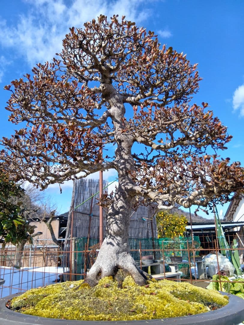 皐月大品盆栽深山満月‼️185000円〜50%引き92500円‼️2月1日まで