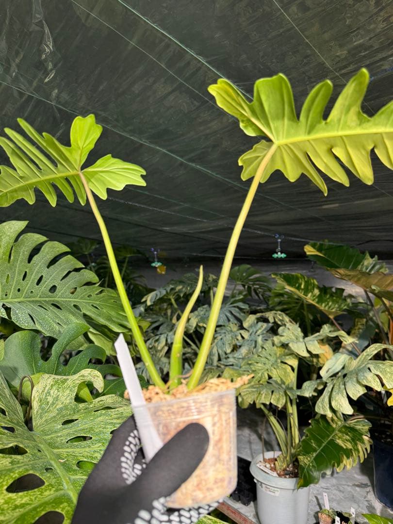 N2 フィロデンドロン　キティナ　健康カット苗