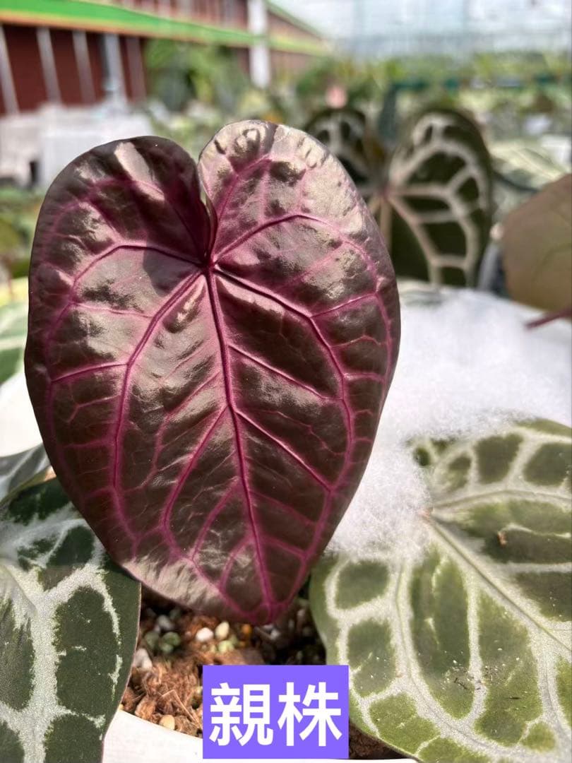 Anthurium Pink lemonade ULTRA✖️レッドクリスタリナム