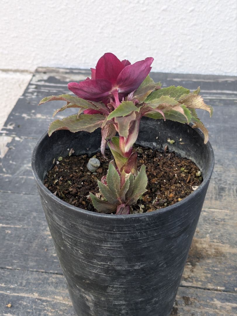 広瀬園芸 クリスマスローズ　ダブル 【ベルベットレッド】 極美個体