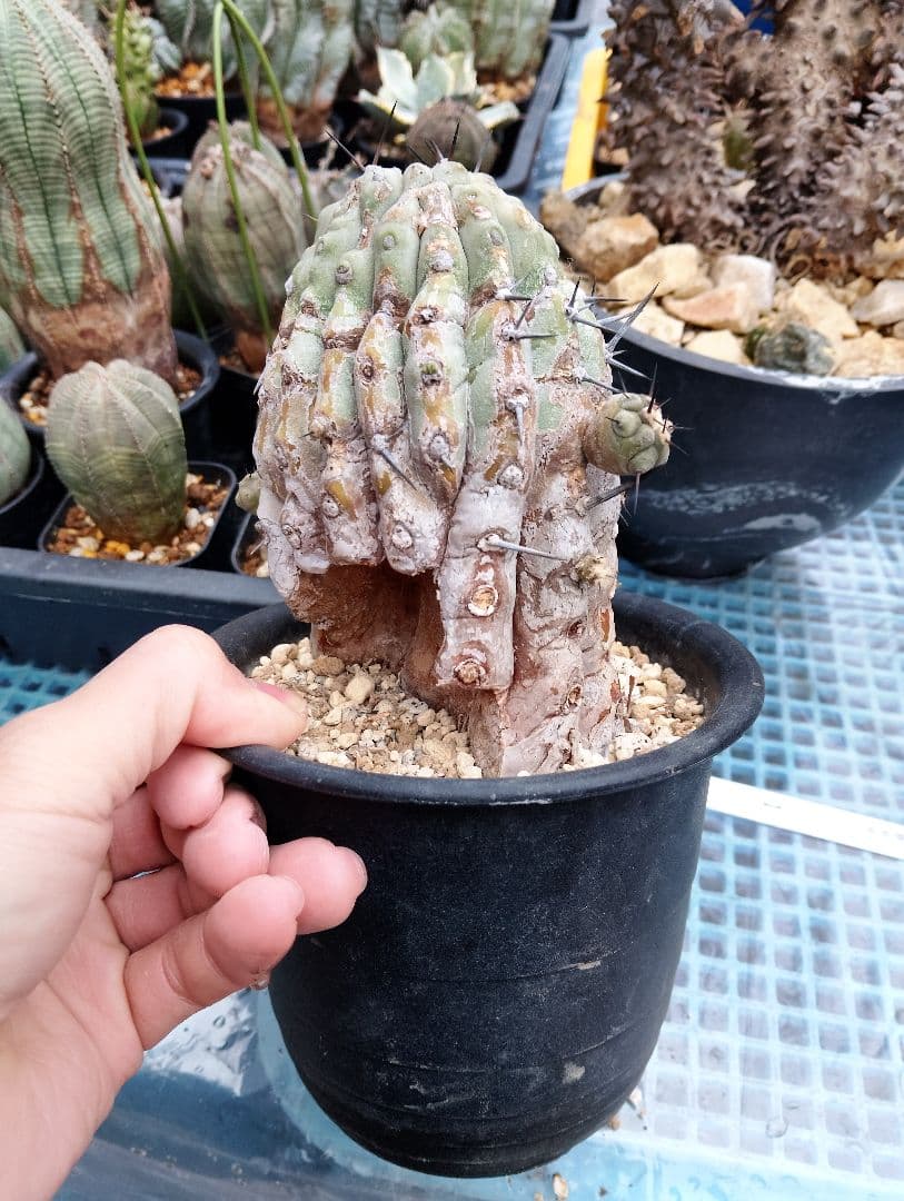 現地株 超古株 コピアポア 黒王丸