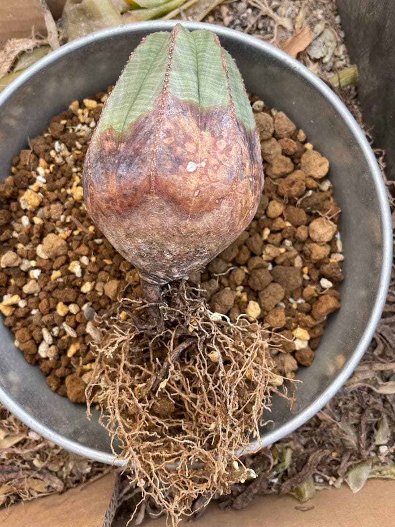 ユーフォルビア オベサ オールド 7.3cm木質化 3号プラ鉢 ペイントカスタム